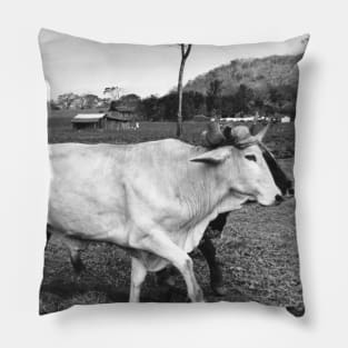 Vintage Photo of Mexican Farmer and Cows Pillow