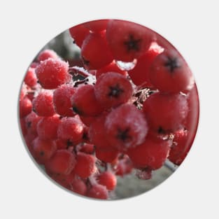 Mountain Ash Berries a Cold  and Frosty November Morning Pin