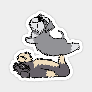 Acroyoga Schnauzer Magnet