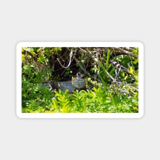 A Juvenile American Robin Hiding In A Bush Magnet