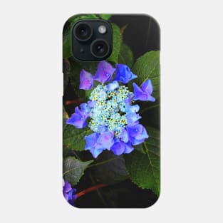 Close-up of a hydrangea with blue buds and flowers as well as green foliage Phone Case