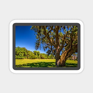 Cumberland Island National Seashore Magnet