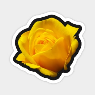 Yellow Rose of Texas Pattern Apparel Decor Fashion Magnet