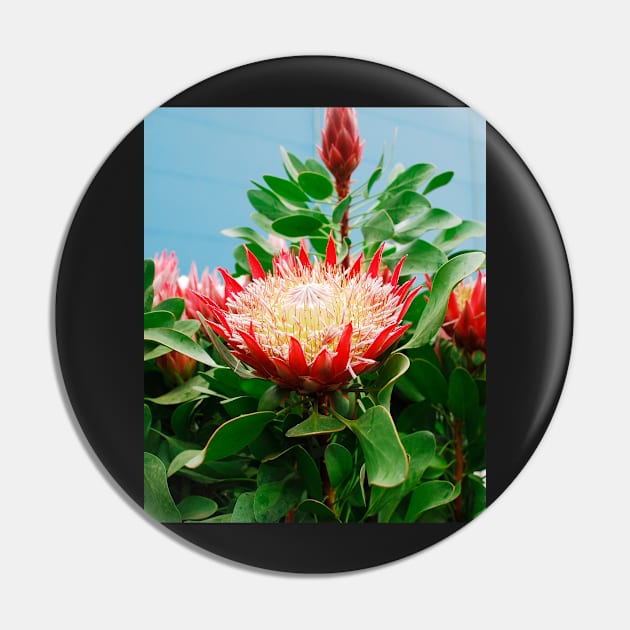 Protea Cynaroides Flower Pin by jojobob