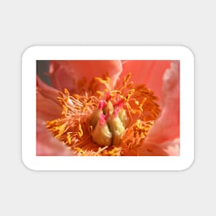 Peony ,petals , flowers, flora, peony Magnet