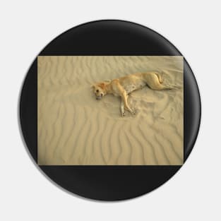 dog on sand Pin