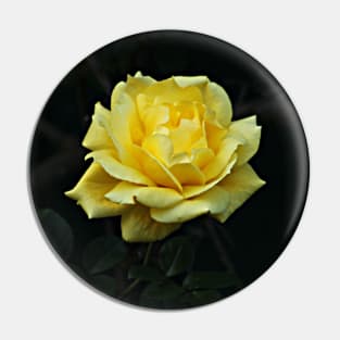 Yellow Rose Flower on Branch Pin