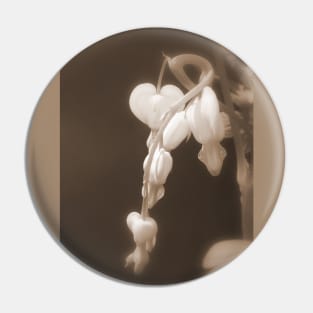 white bleeding hearts sepia Pin