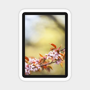 Cherry Blossom Magnet