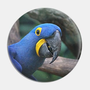 Blue Hyacinth Macaw Pin