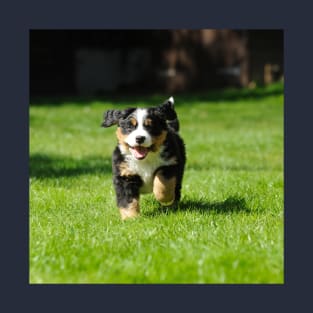 Happy Bernese Mountain Dog Puppy Running on the Grass T-Shirt