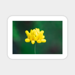 Yellow lotus corniculatus flower Magnet