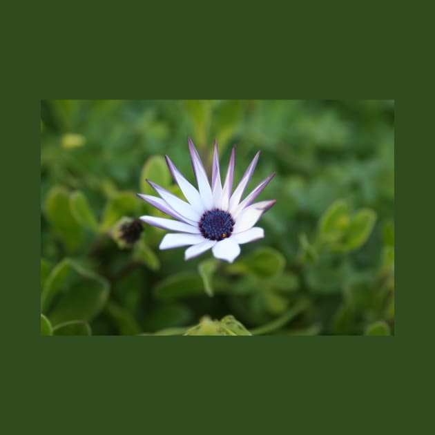 Startled African Daisy Flower by oknoki