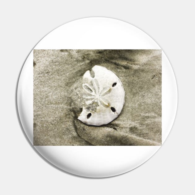 Sand Dollar Shell Pin by Degroom