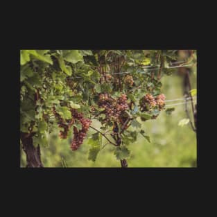 White wine in the vineyard T-Shirt