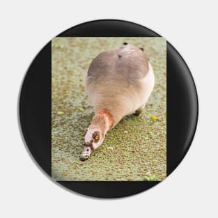 Egyptian Goose Pin