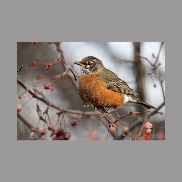 American Robin by jaydee1400