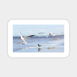 Two seagulls flying above the water Magnet