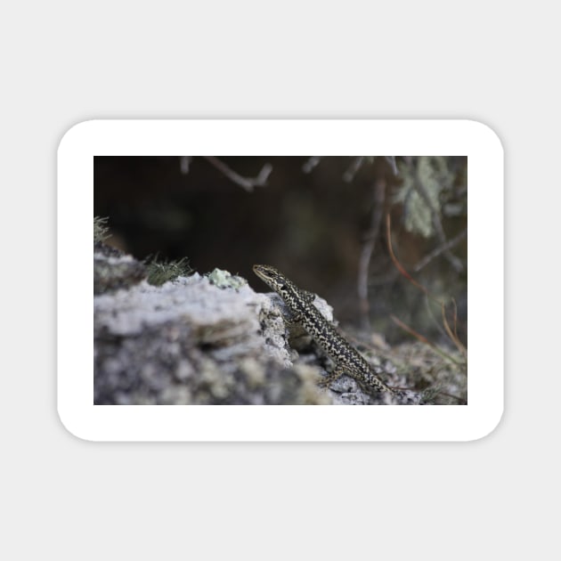 Grand Skink Magnet by TerraDumont