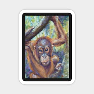 Amin 2 - Project Orangutan, the Exhibition Magnet