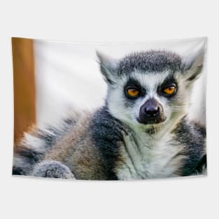 Intense Lemur stare Tapestry