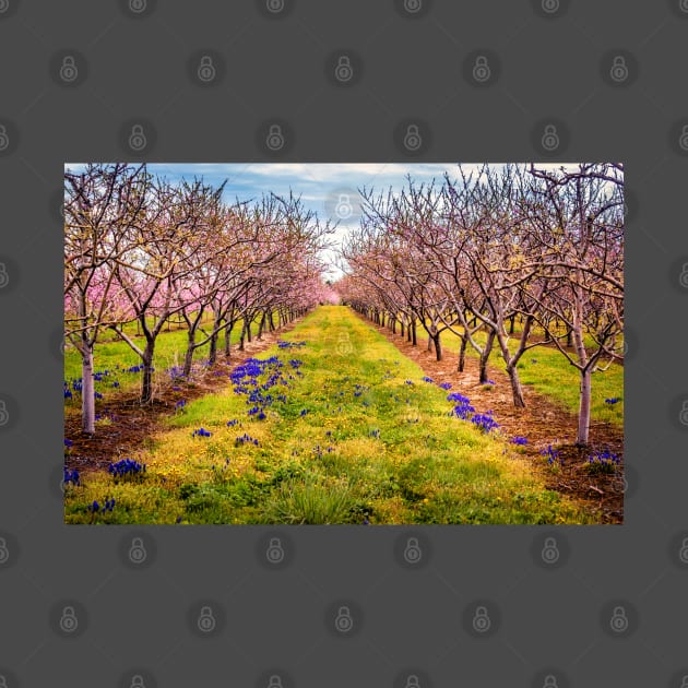 Peach Orchard Blossoms by Robert Alsop