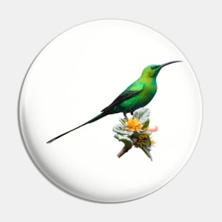 Malachite Sunbird Male in Metallic Green Breeding Plumage Pin