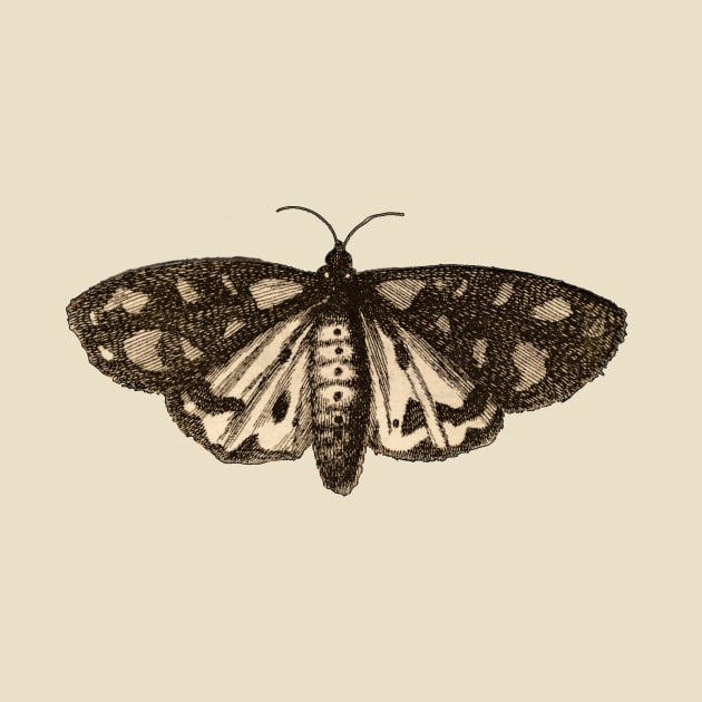 Vintage Illustration Butterfly by aimtrue