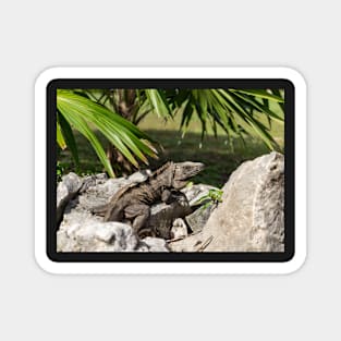 Lizard on the rocks Magnet