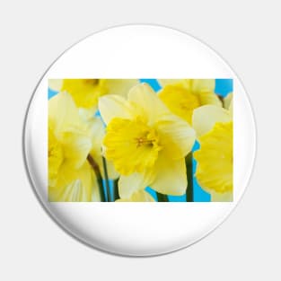 Narcissus  &#39;Saint Patrick&#39;s Day&#39;   Division 2 Large-cupped Daffodil Pin