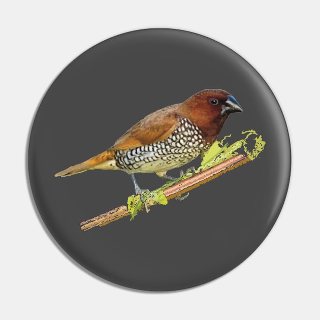 Scaly-breasted Munia or Nutmeg mannikin Pin by NadJac