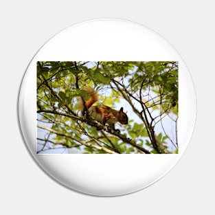 American Red Squirrel Pin