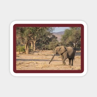 Namibia. Bushland. Elephant. Magnet