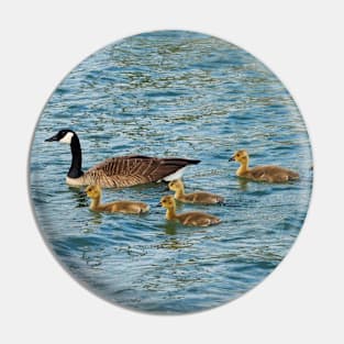 Canada Goose Family Swimming Together Pin