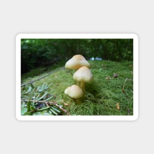 Mushroom Closeup Nature Photography Pacific Northwest Magnet