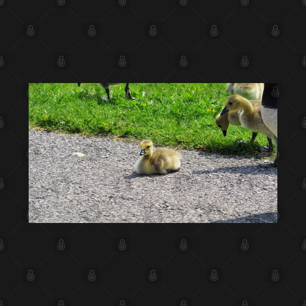 Young Gosling Resting On The Ground by BackyardBirder