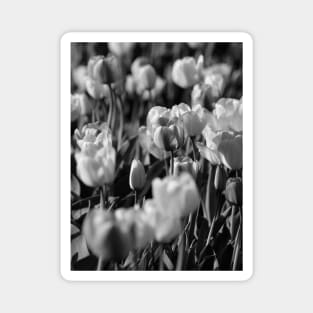 Spring has Sprung-Tulips Magnet