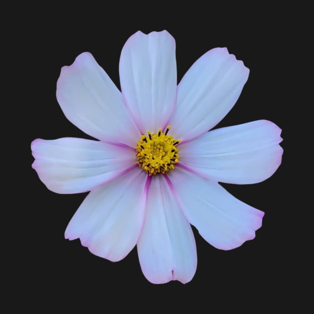 White Cosmo Flower by TheAshleyYoung