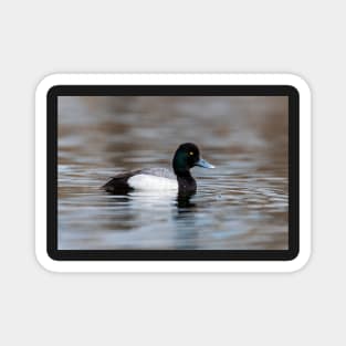 Greater Scaup Magnet