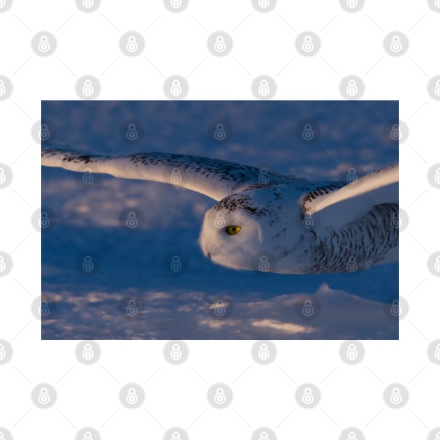 Snowy Owl flys at Sunset by Jim Cumming