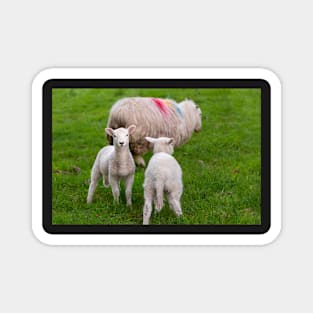 Sheep Magnet