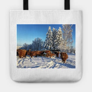 Scottish Highland Cattle Cows and Calves 1906 Tote