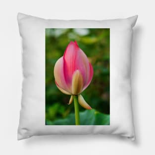 Lotus bud Pillow