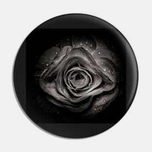 Backyard Flowers In Black And White 74 Pin