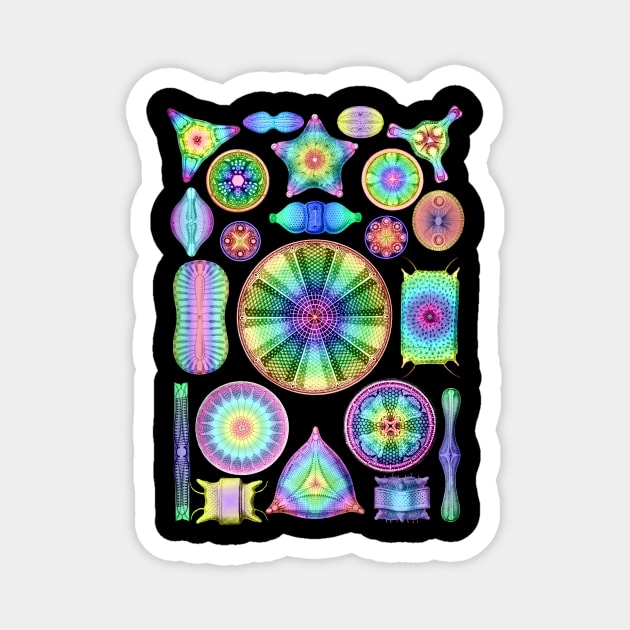 Ernst Haeckel Rainbow Diatoms Magnet by Scientistudio