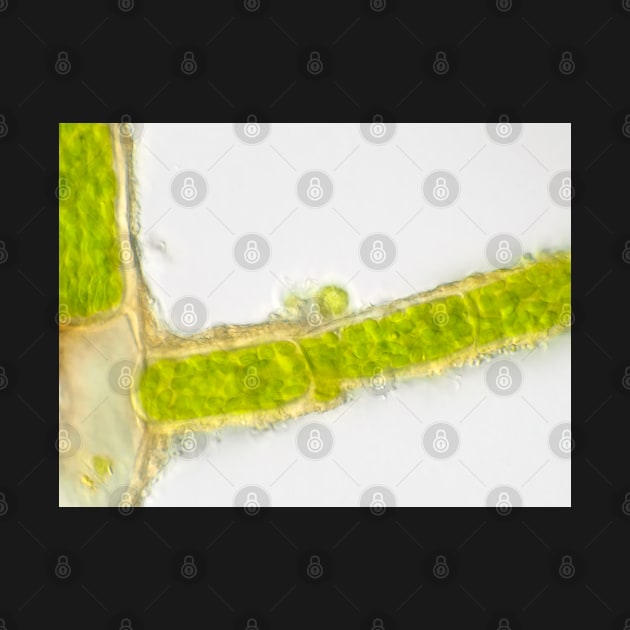 Plant cells under the microscope, showing chlorophyll content by SDym Photography