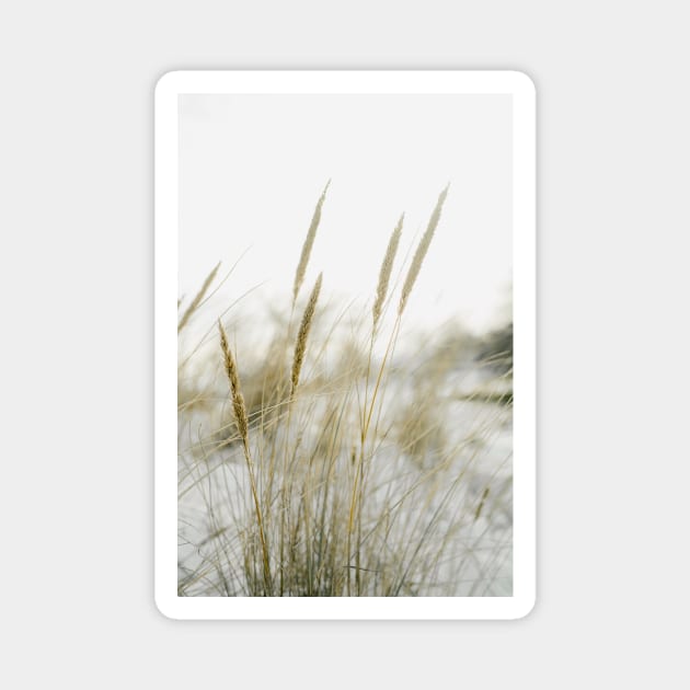 Beach grass in the dunes of the Netherlands Magnet by Melissa Peltenburg Travel Photography