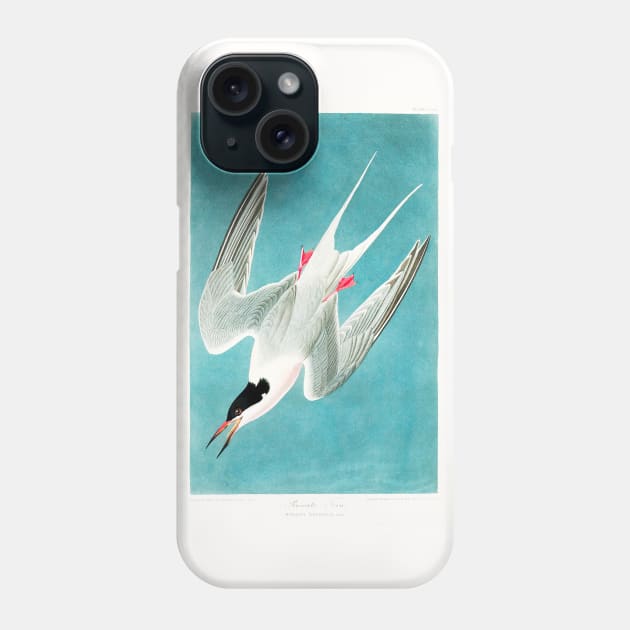 Roseate Tern from Birds of America (1827) Phone Case by WAITE-SMITH VINTAGE ART