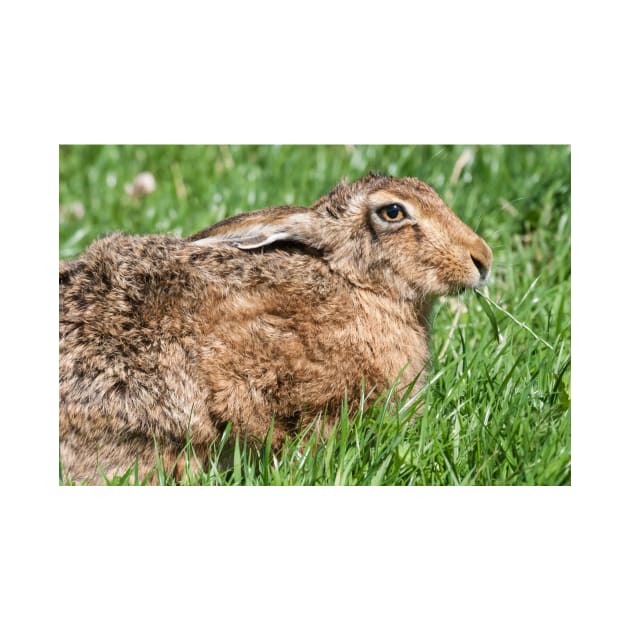 Brown Hare sat in the Grass by CreativeNatureM