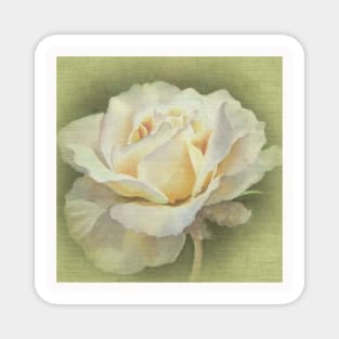 Vicorian Roses Neck Gator Single White Rose Magnet